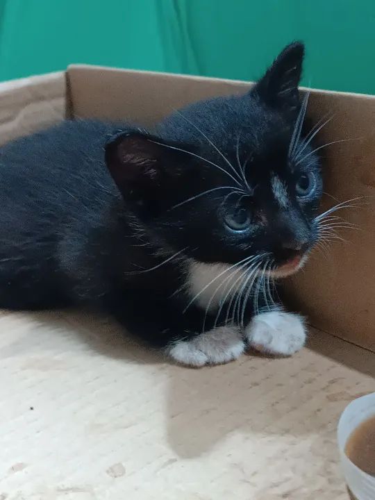 doação de gatinho - Foto 4