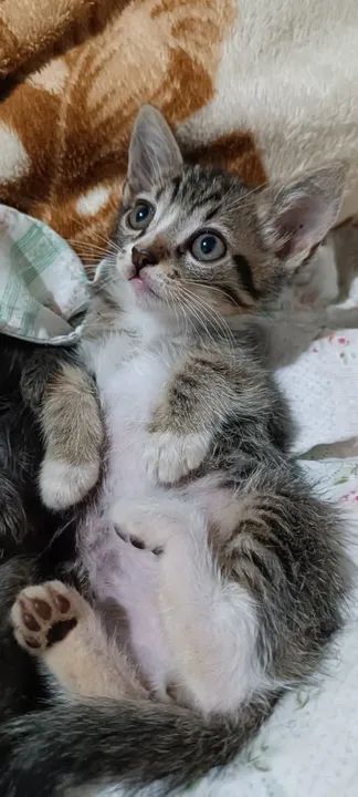 Gatinhos fofinhos para adoção!  - Foto 2