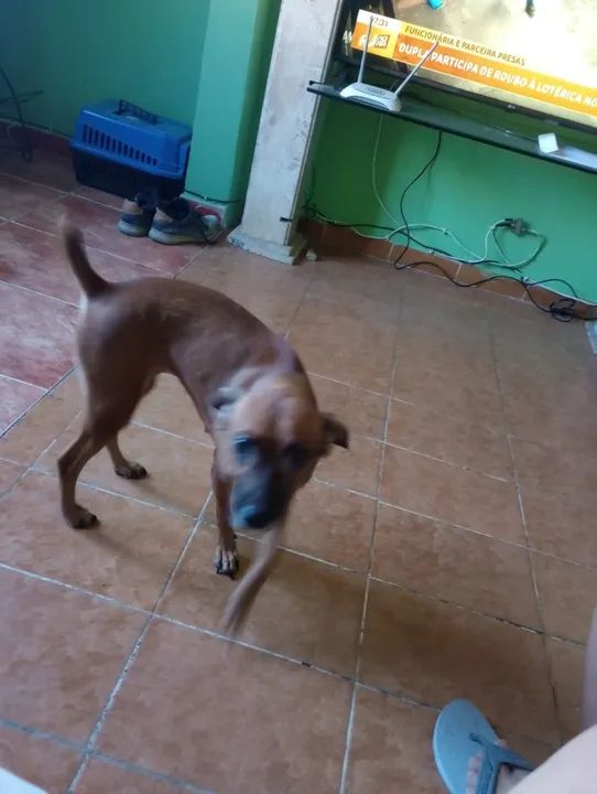 Cadela Adorável Procurando Lar - Foto 5