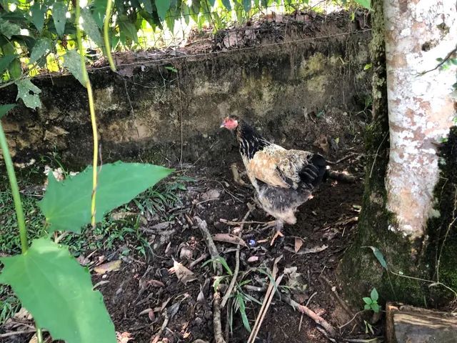 Preços baixos em Brahma Suprimentos para Aves