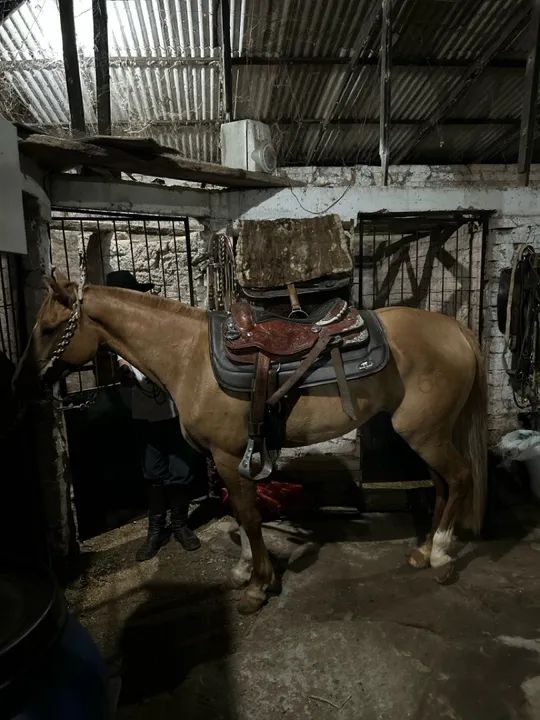 Égua Documentada, 4 anos, Craque! - Foto 3