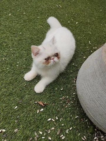 Lindo Filhotes de Persa Top Show 