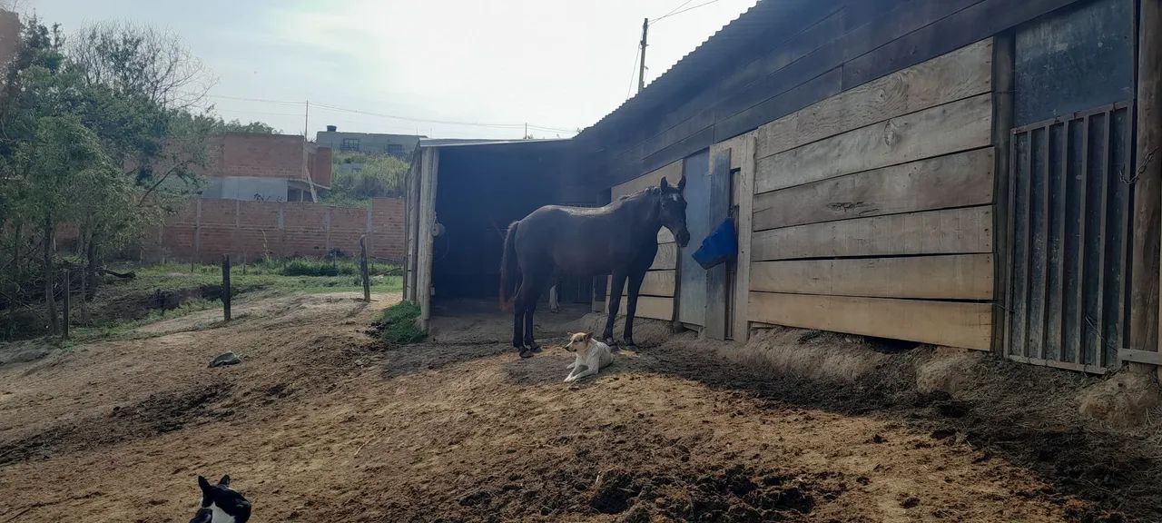 Cavalo Mangalarga Marchador - Foto 3
