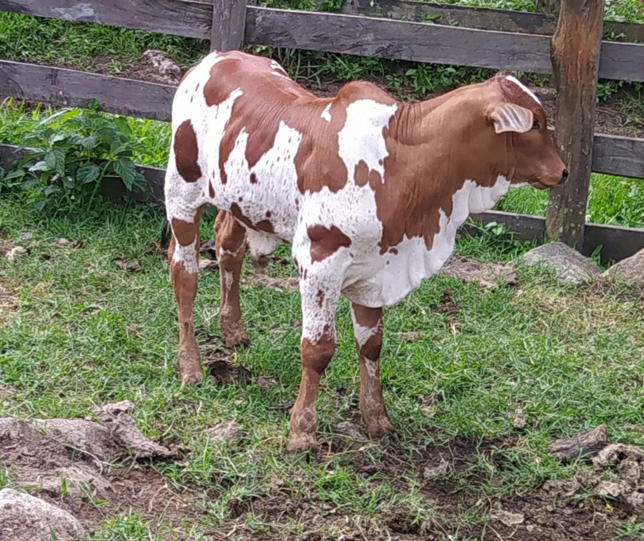 Bezerro nelore pintado.