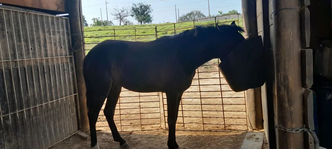 Cavalo Mangalarga Marchador - Foto 4