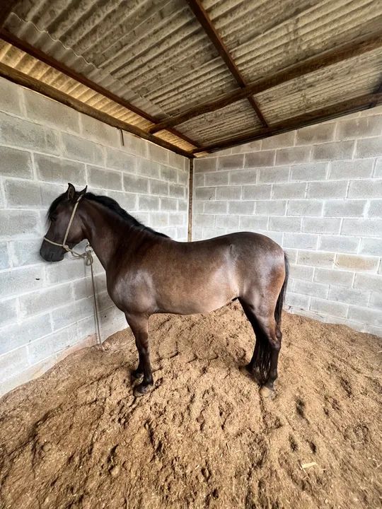 Mangalarga Marchador Castrado - Foto 2