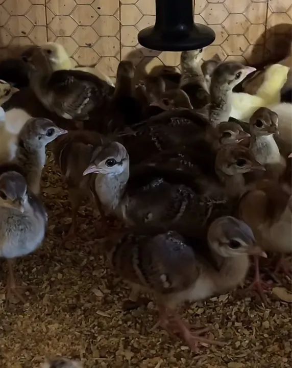 GALINHAS ORNAMENTAIS //FILHOTES 30 DIAS - Foto 5