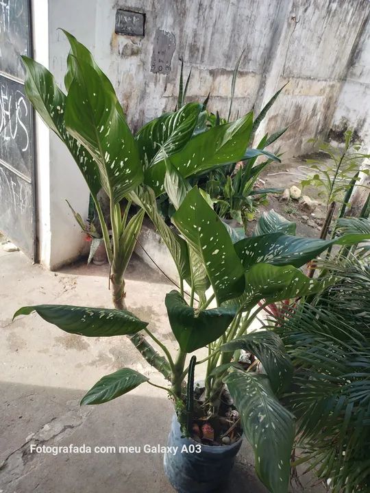 PLANTA COMIGO NINGUÉMPODE
