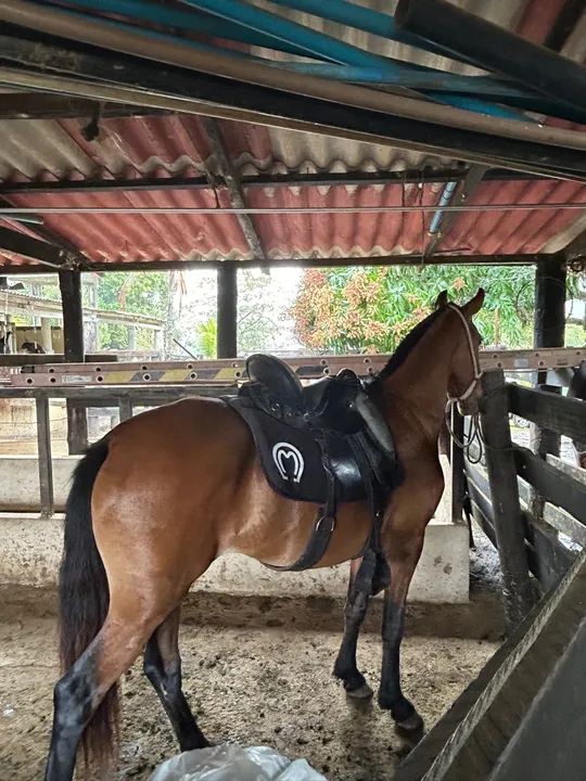 Vendo égua mangalarga  - Foto 2