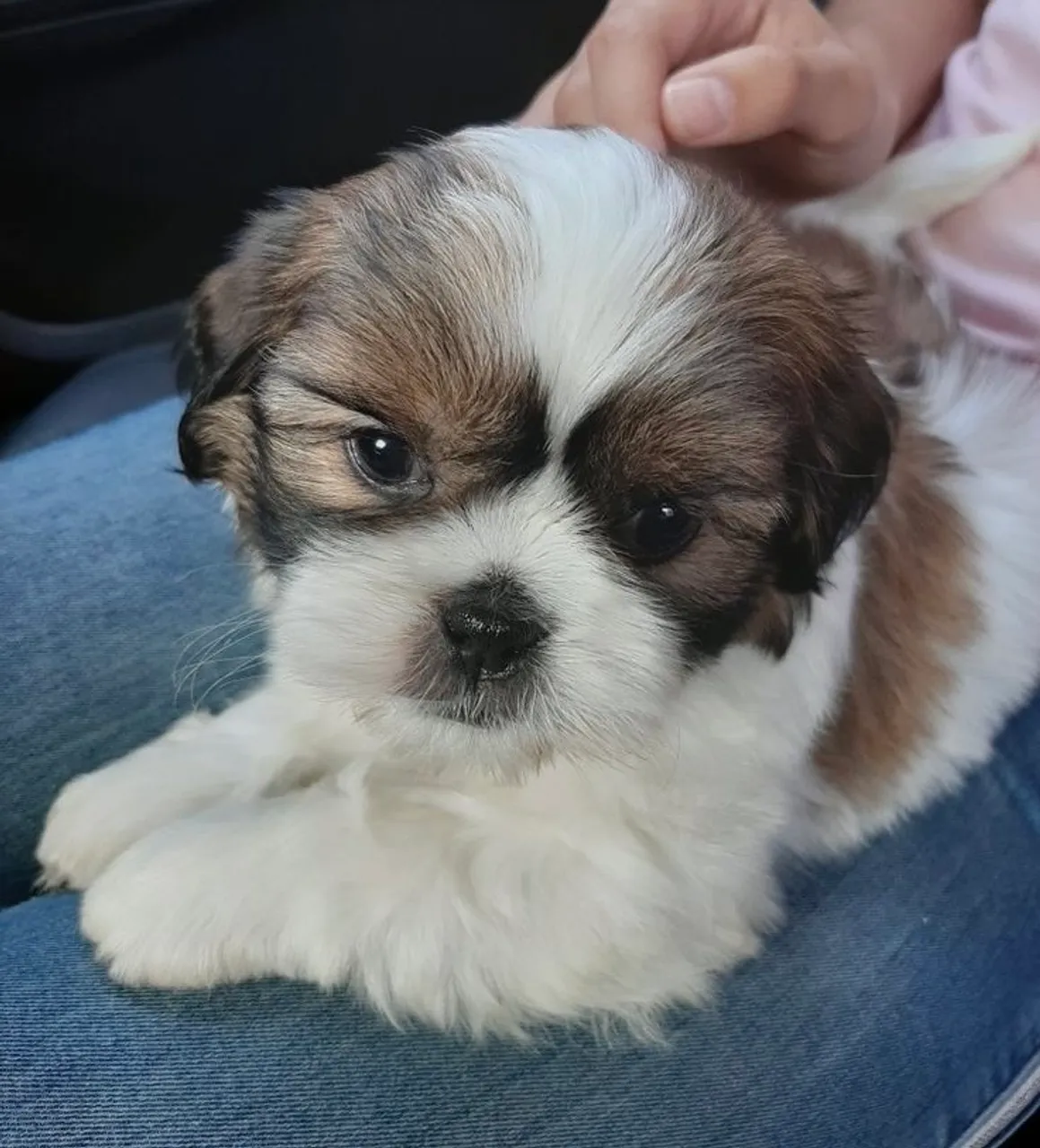 Filhotes de shihtzu machos e fêmeas.