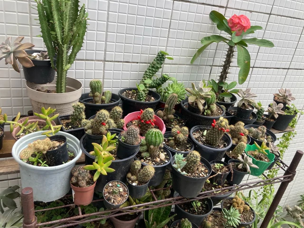 Planta pendente exuberante para decoração - Foto 3