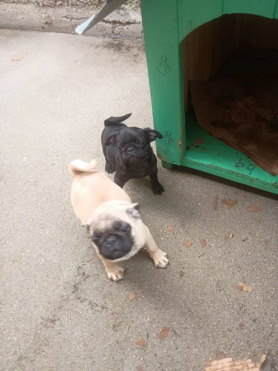 Filhotes de Pug disponívei tenho um macho e uma femea
