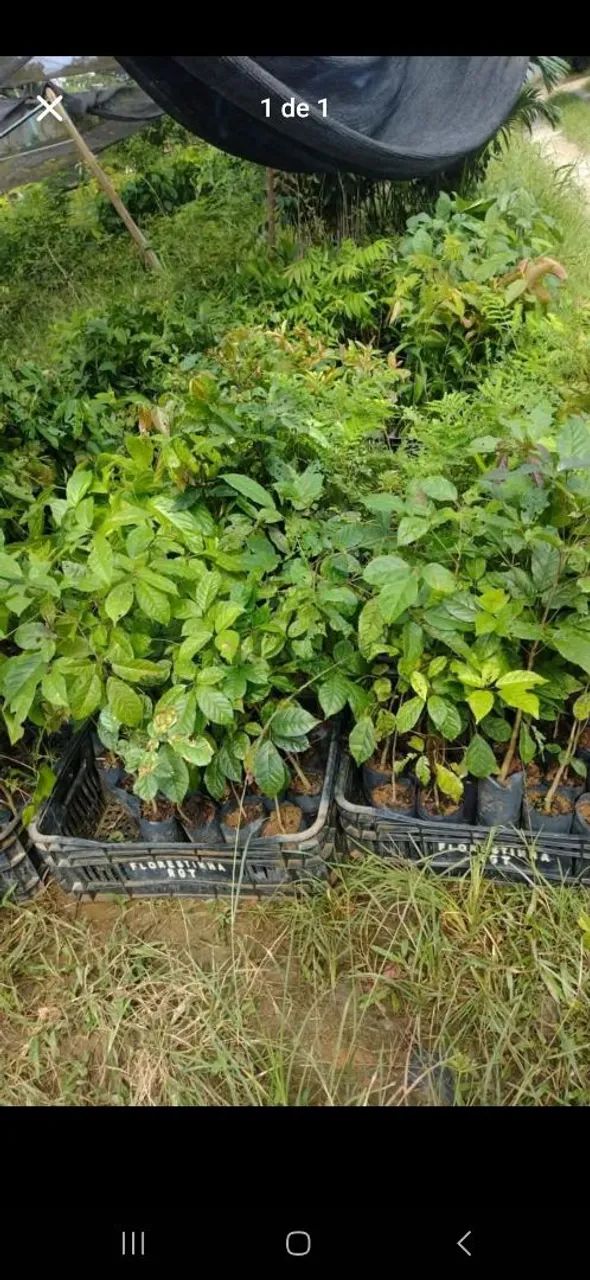 Mudas nativas para reflorestamento - Foto 3