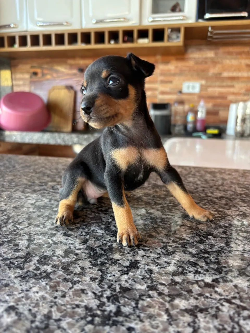 Filhote de Pinscher Número 2