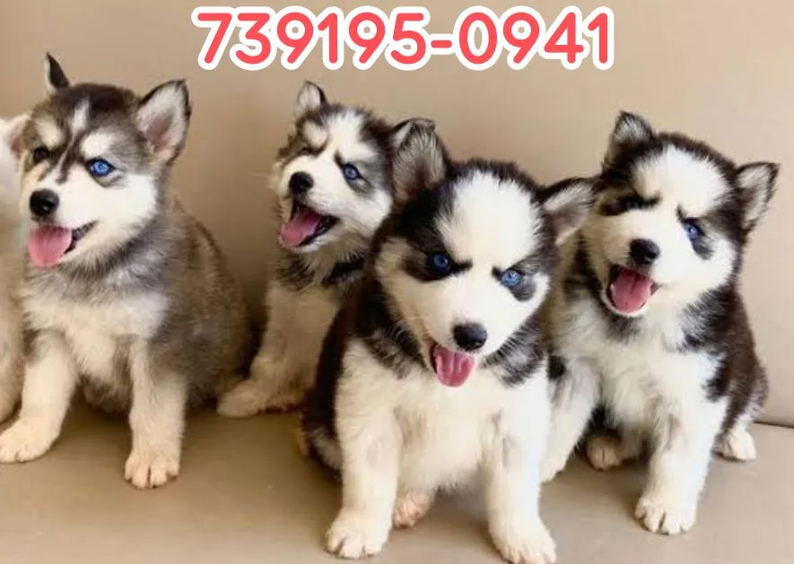 Filhotes de Husky Siberiano para adoção