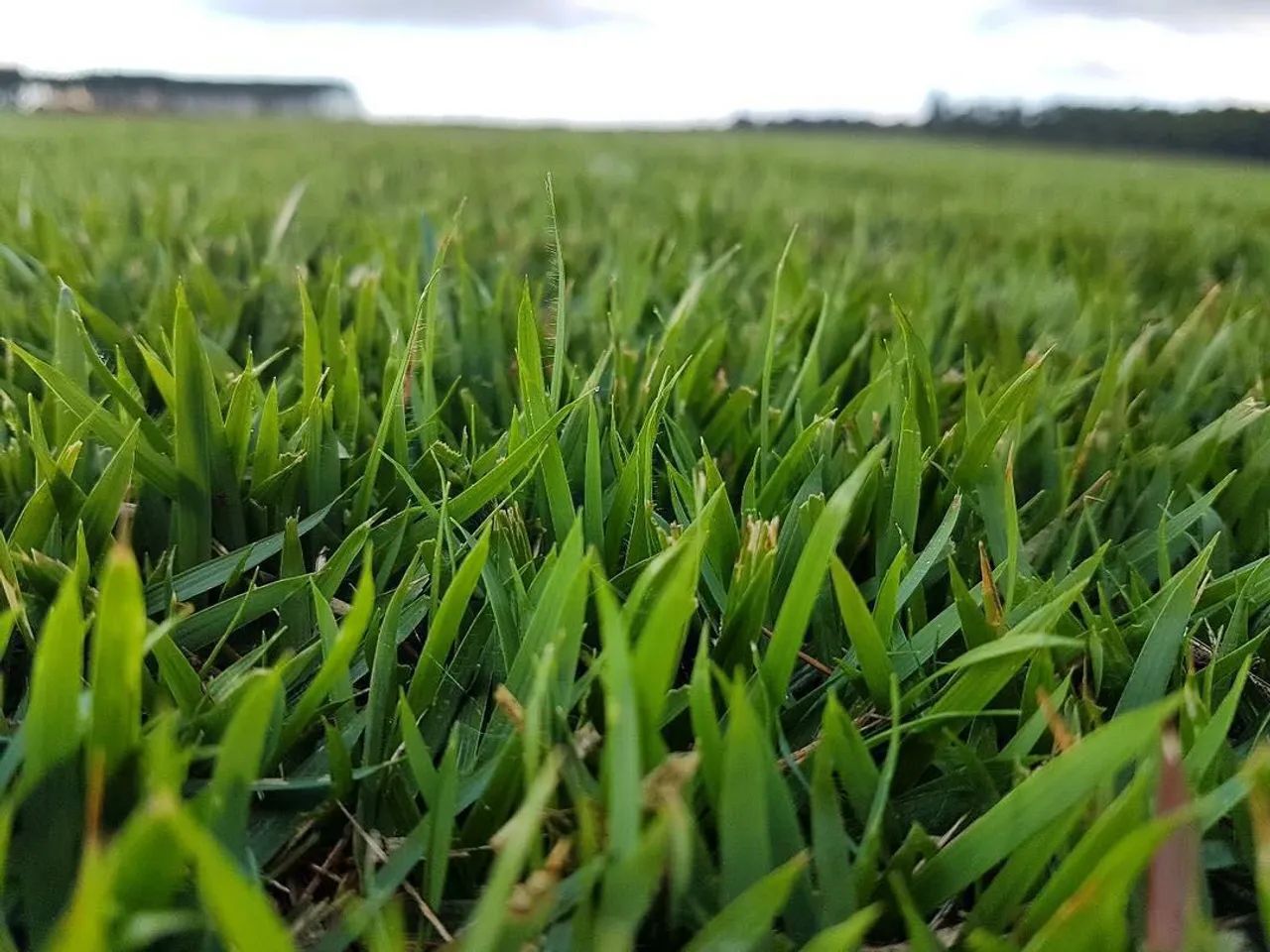 Grama apartir de 7,00 reais o metro quadrado já plantado  - Foto 2