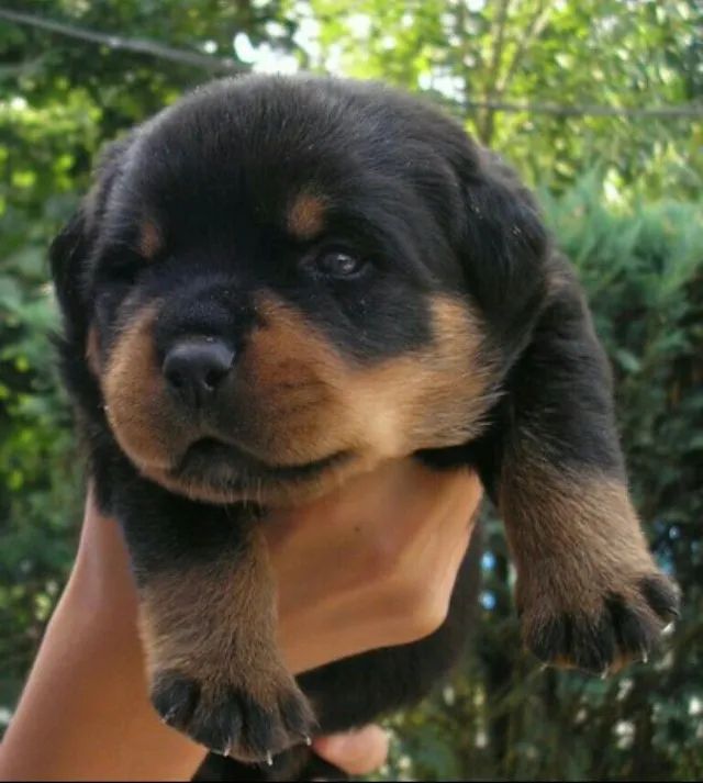 Rottweiler Filhote Saudável com Vacinas