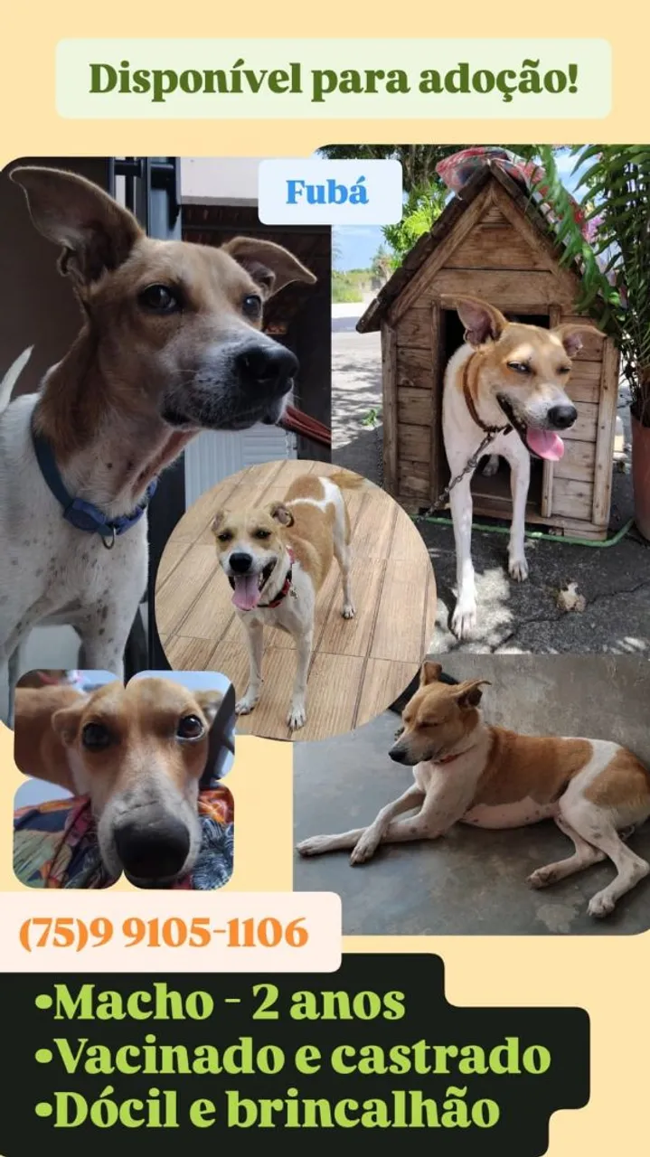 Cachorro vira-lata disponível para adoção em Feira de santana!