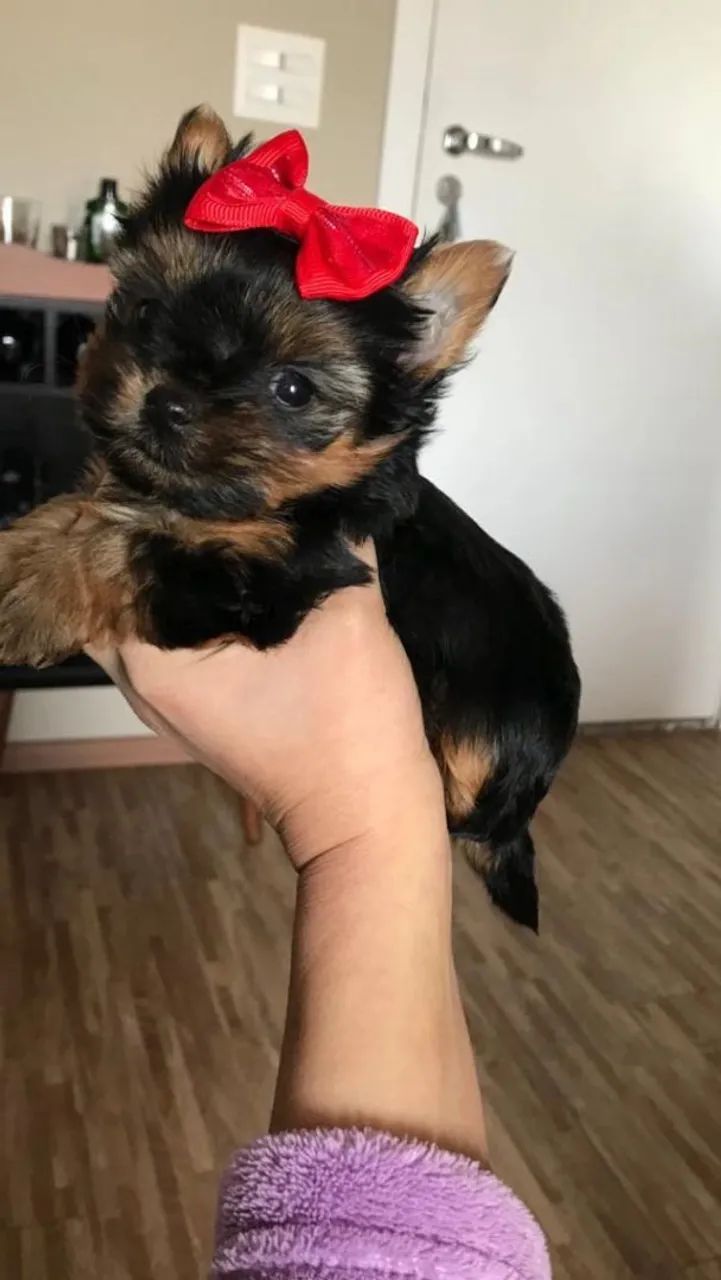 Yorkshire micro seu melhor amigo ? __