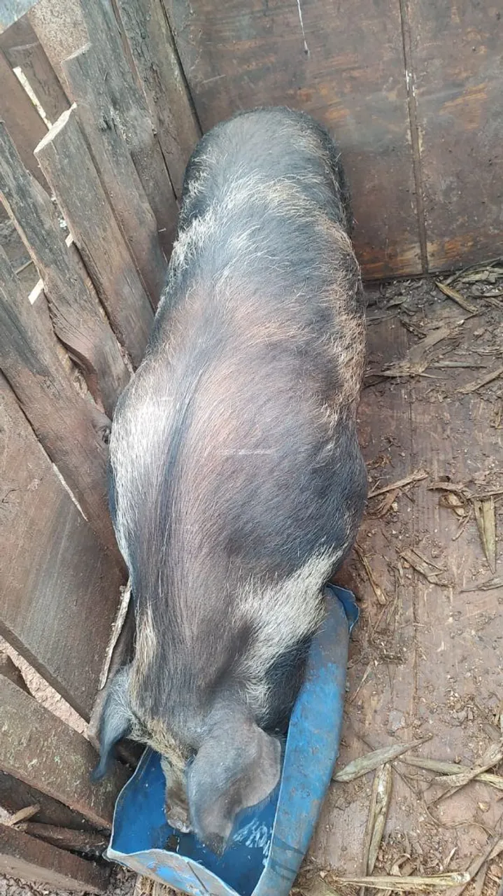 Porco capaõ pronto para abate raça pietran