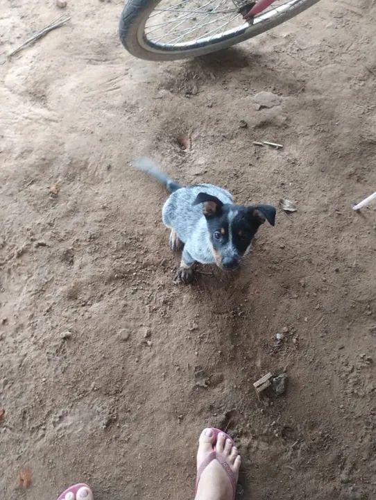 Filhote de bureeler  Australiano