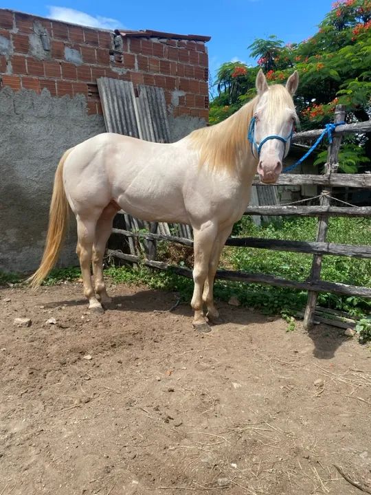 Coberturas a venda, Garanhão Quarto de Milha