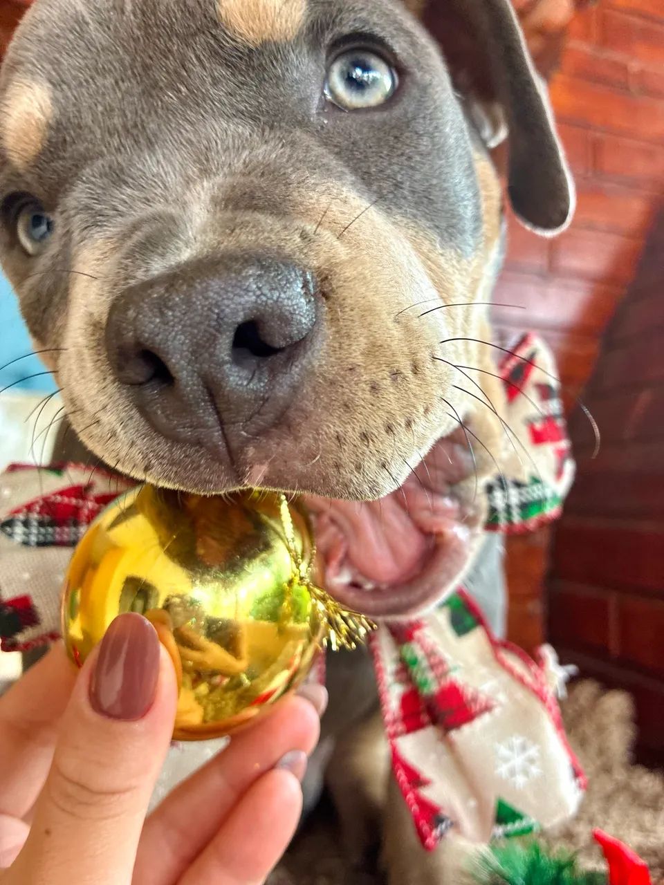 American bully - Micro  - Foto 6