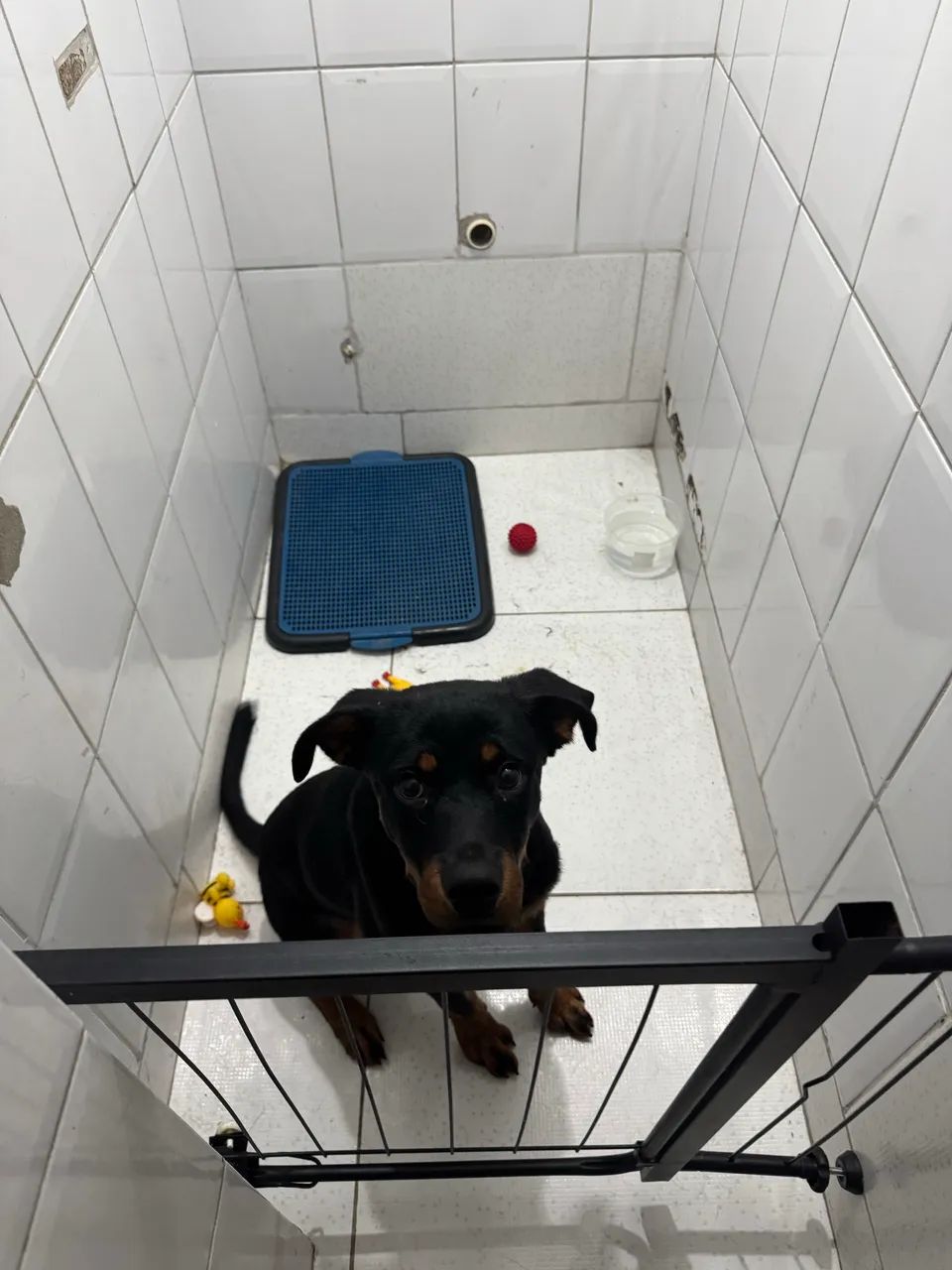 Rottweiler 5 meses - Foto 2