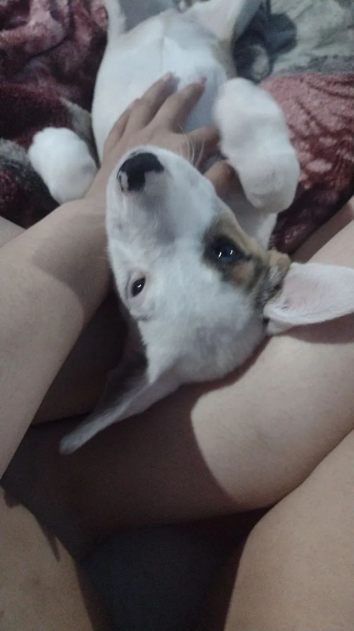 Cachorrinha femia 3 meses  - Foto 3