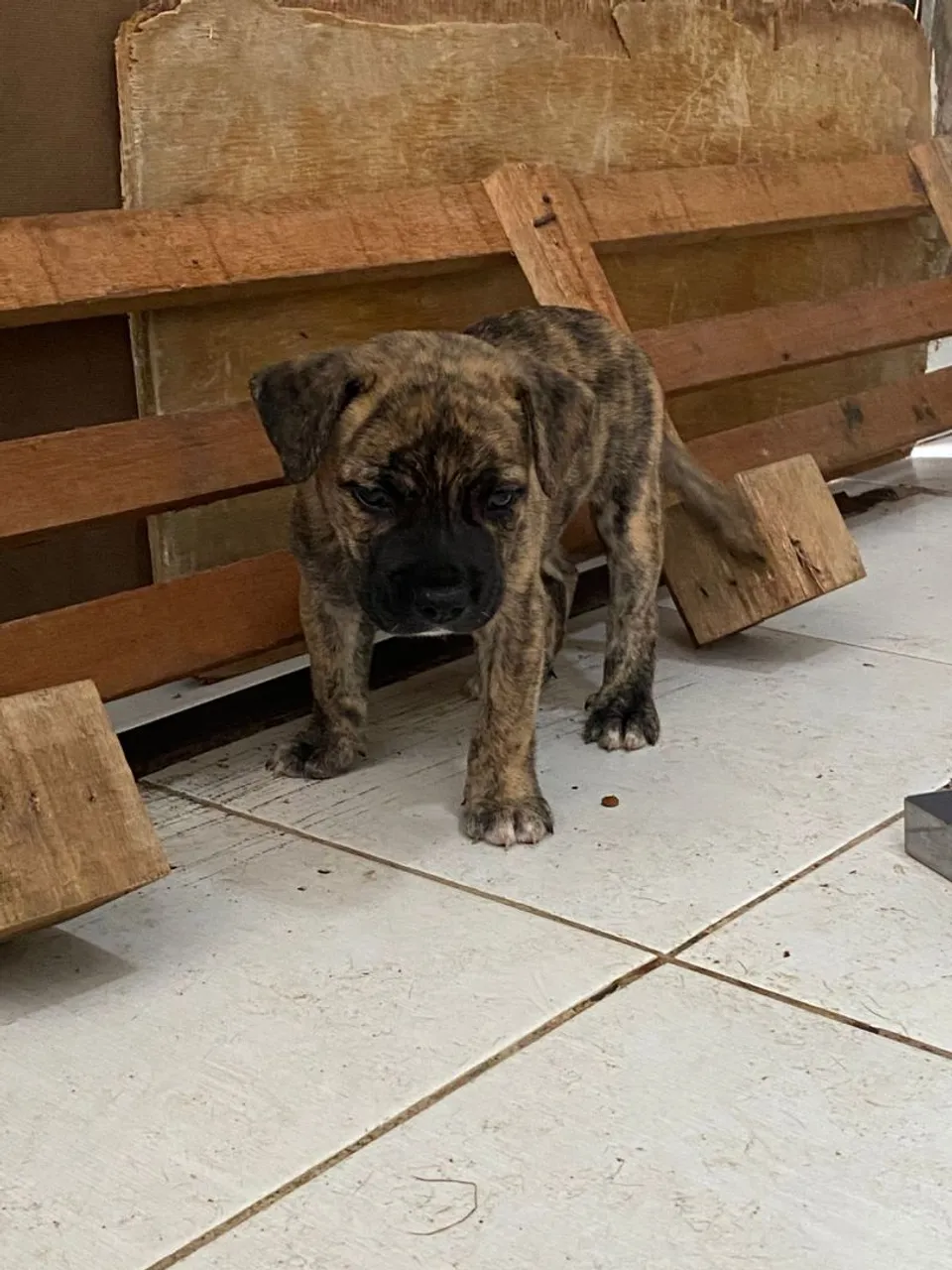 Filhote de American Bully Pocket Brindle Trigado