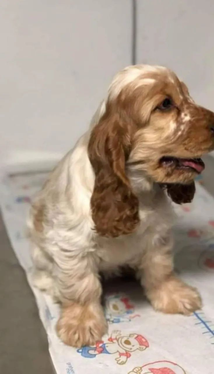 Filhotes de Cocker Spaniel Inglês - Foto 2
