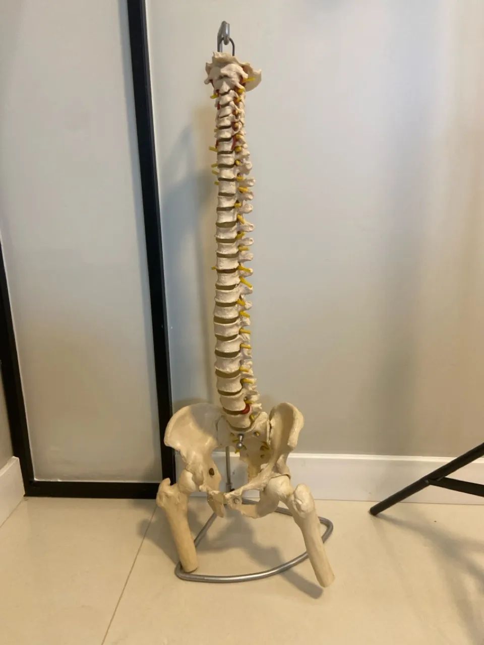 Modelo Anatômico - Coluna Vertebral Completa