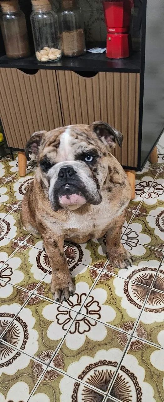 Filhote de Bulldog Inglês (Adoção especial!)