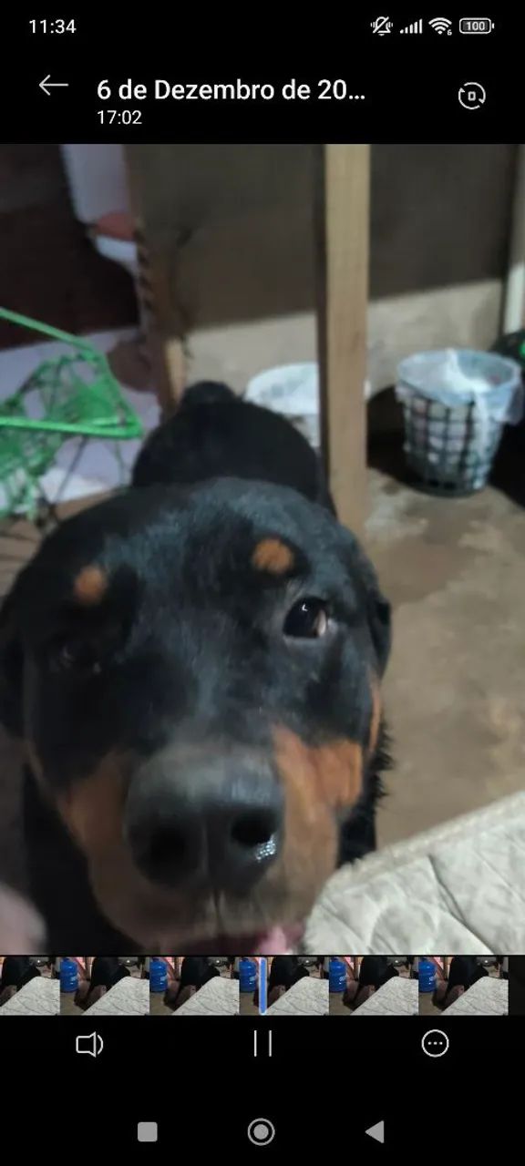 Procuro namorada para meu cachorro - Foto 4