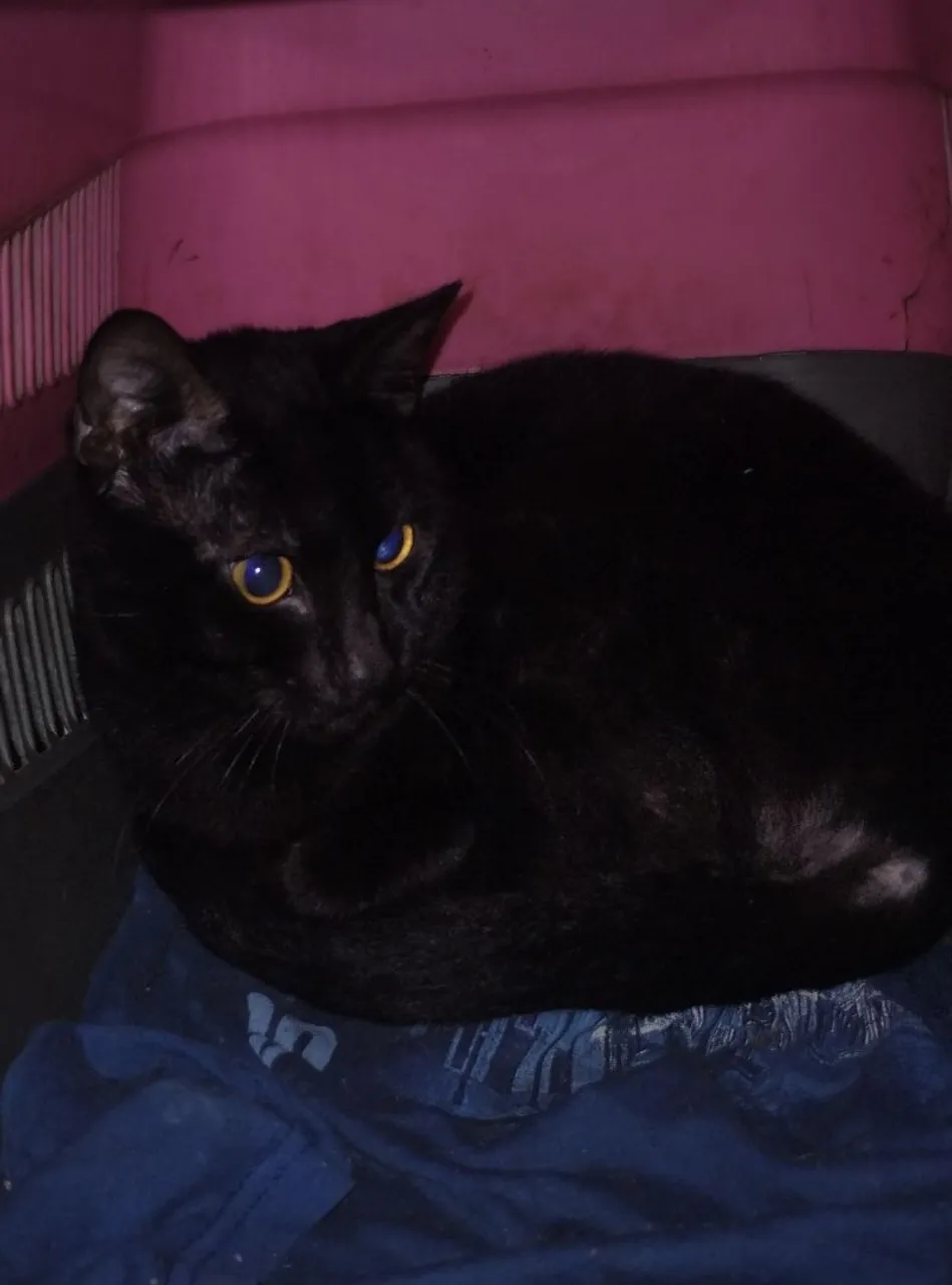 Gato Preto de Olhos Amarelos