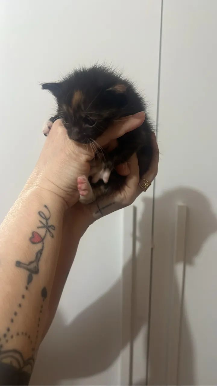 Gatinhos para adoção  - Foto 6