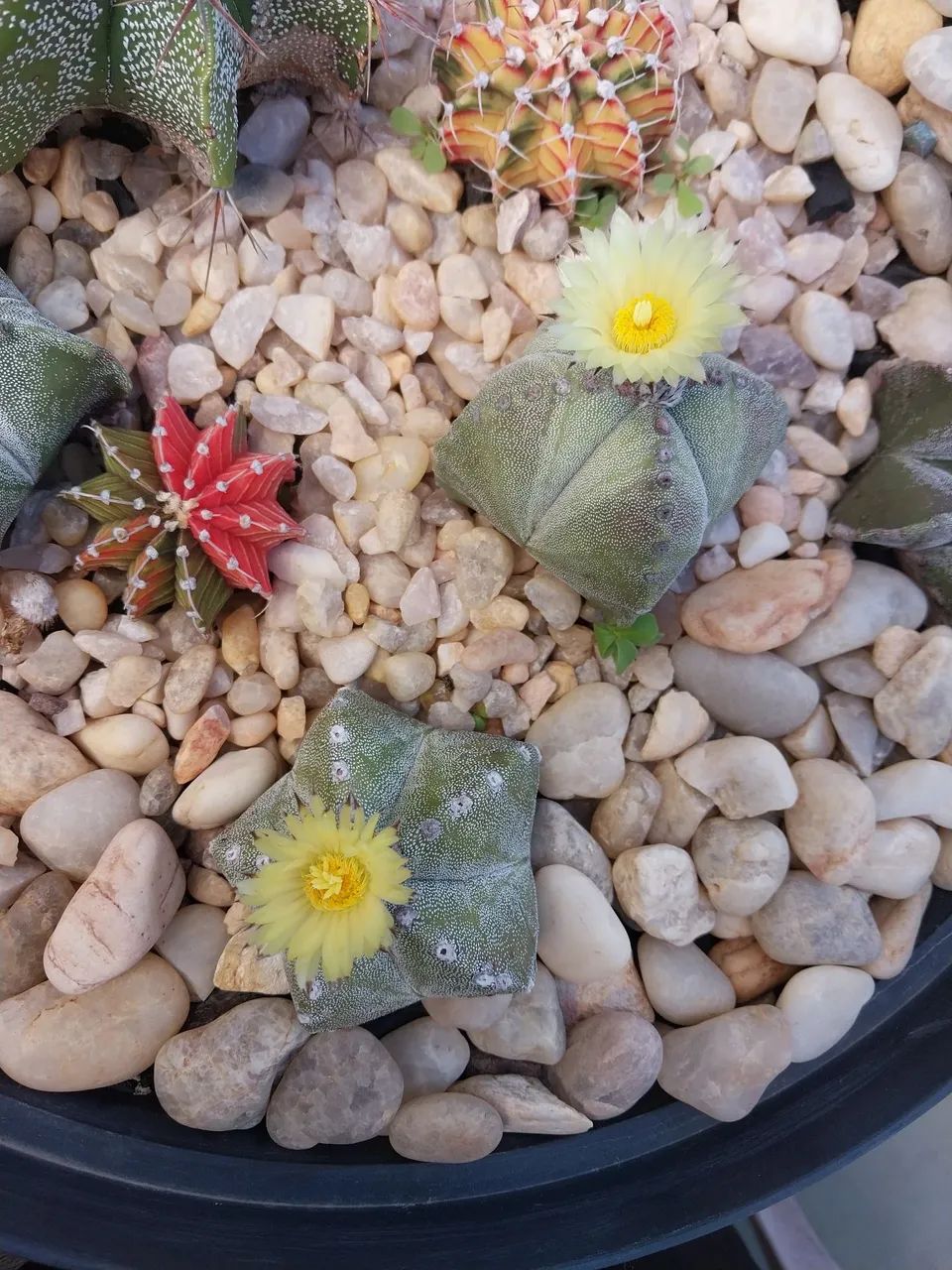 Cacto Astrophytum myriostigma arranjo - Foto 3