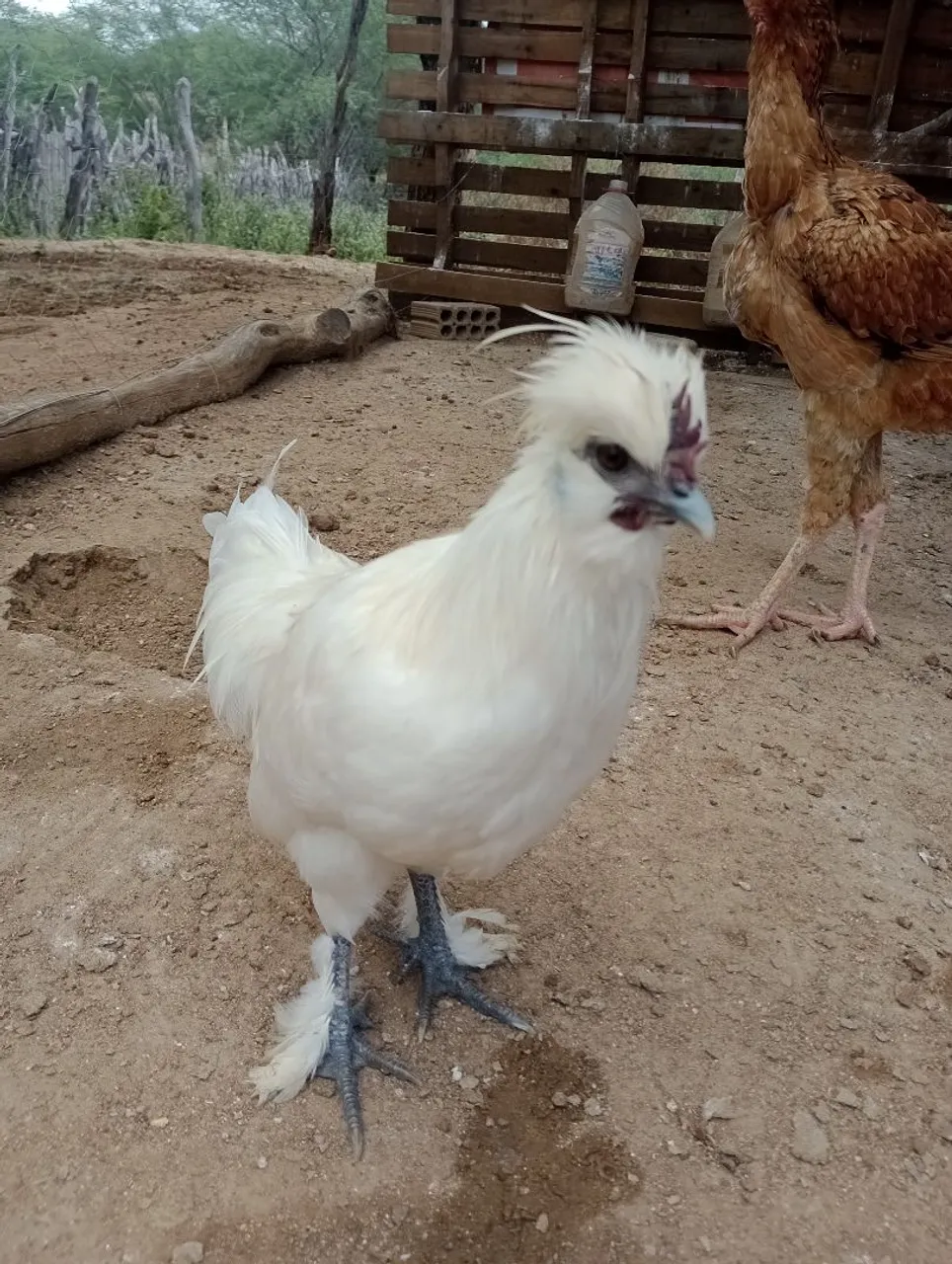 Frango Sedosa com Garnize