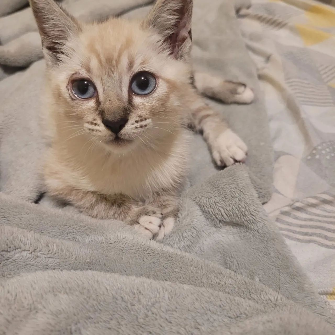 Doação do denguinho - Foto 4