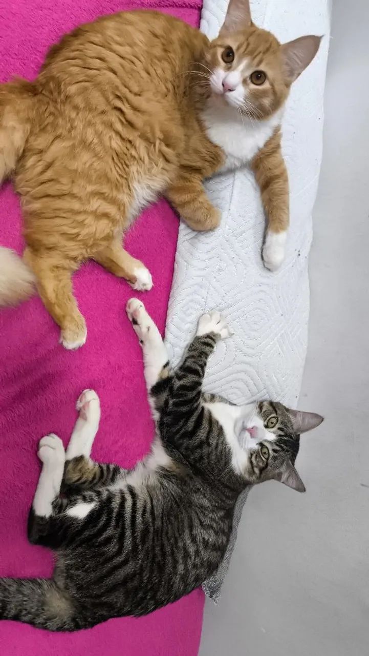 ADOÇÃO RESPONSÁVEL  - Foto 4