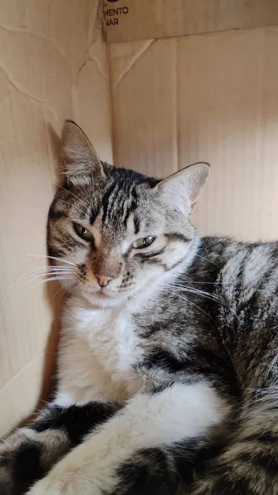 Gato para doação - Foto 6
