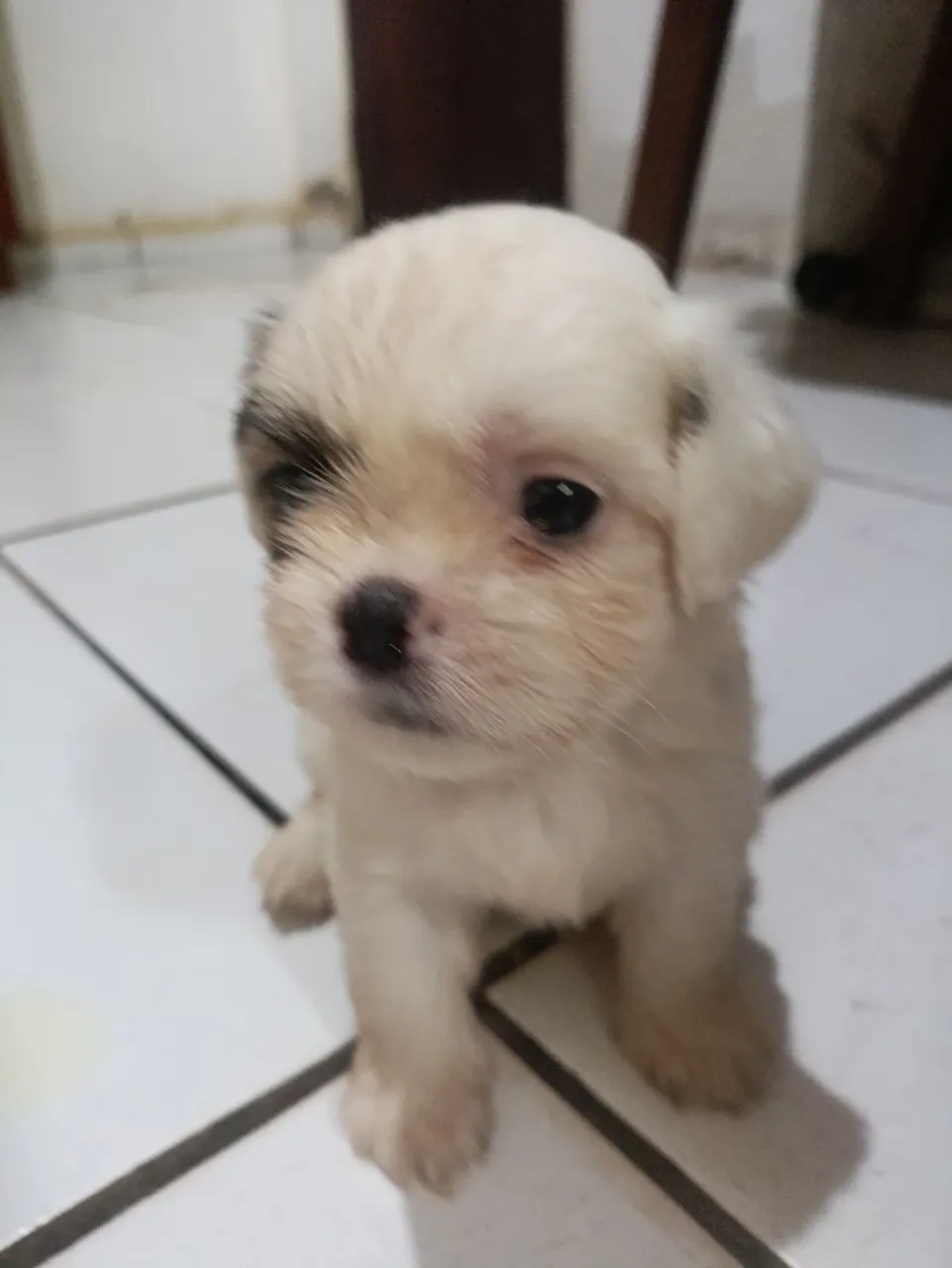 Filhote de Shih Tzu disponível!