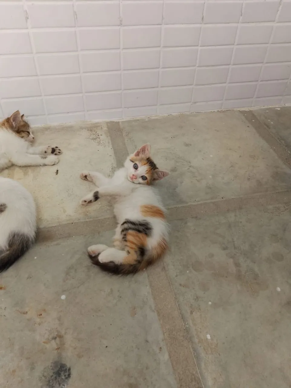 Gatinha Tricolor Linda e Charmosa para Adoção