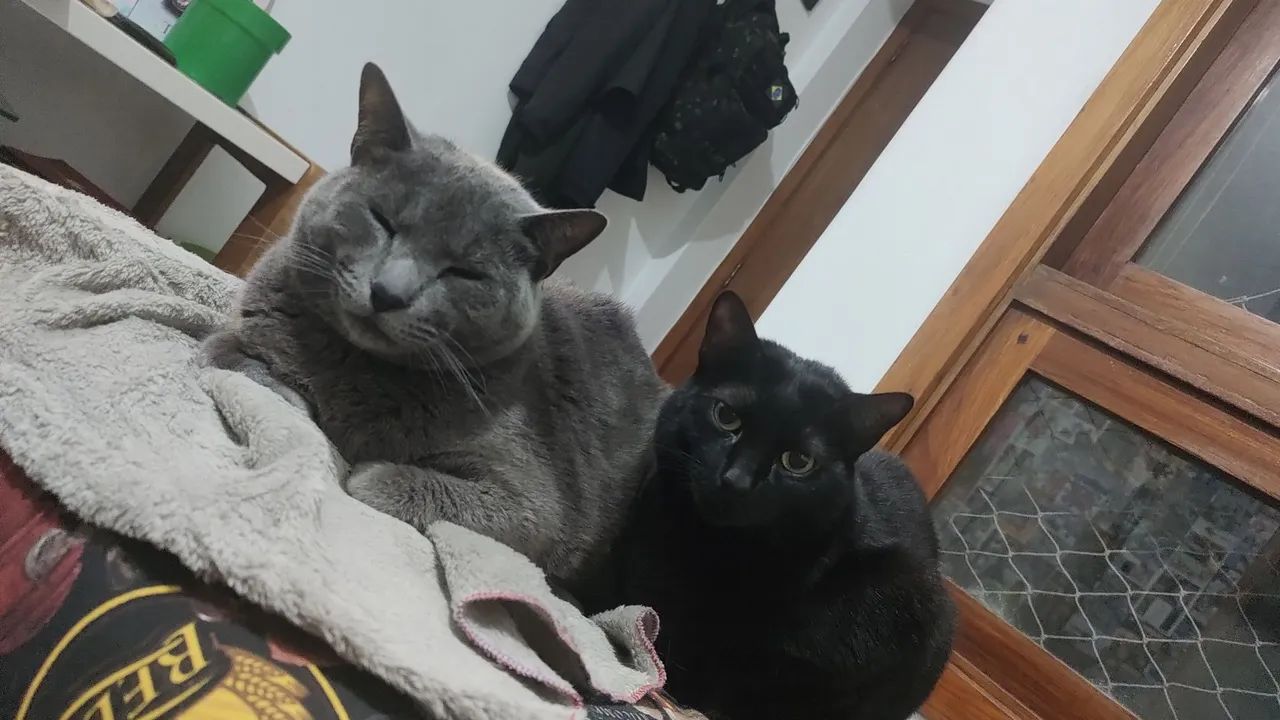 Gatos para doação  - Foto 3