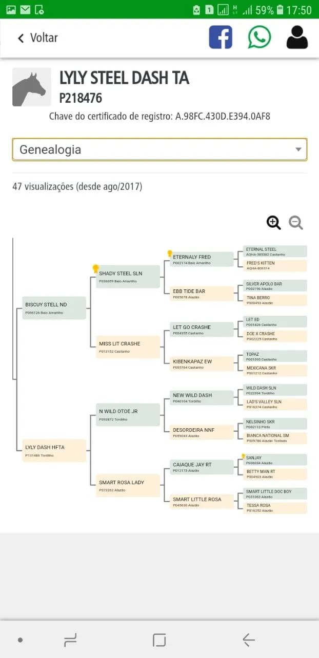 Égua Quarto de Milha a Venda - Foto 3