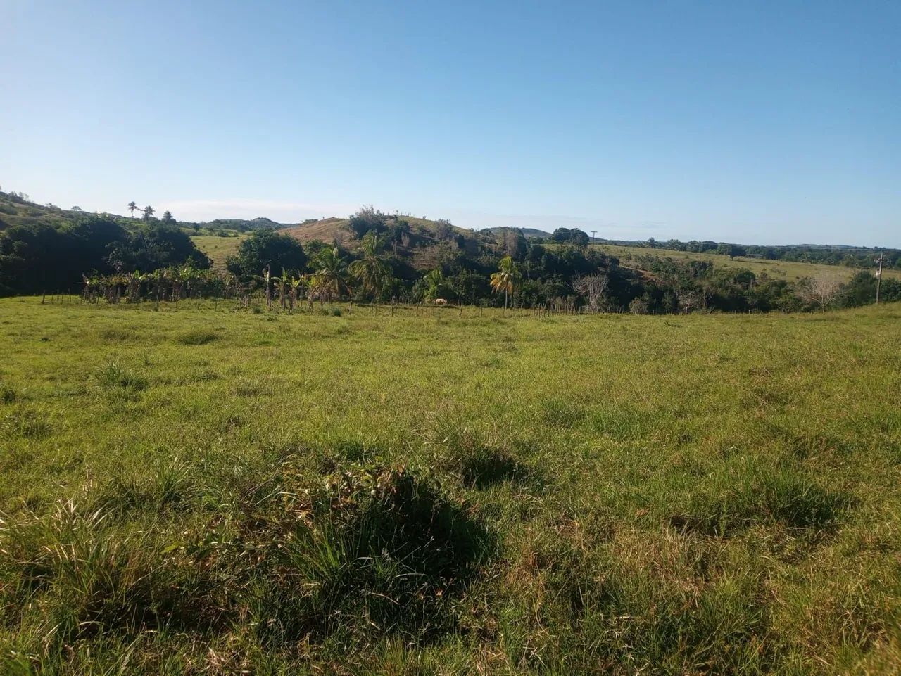 TERRENO PARA CRIA GADO , CAVALO E PLANTAÇÕES  - Foto 2