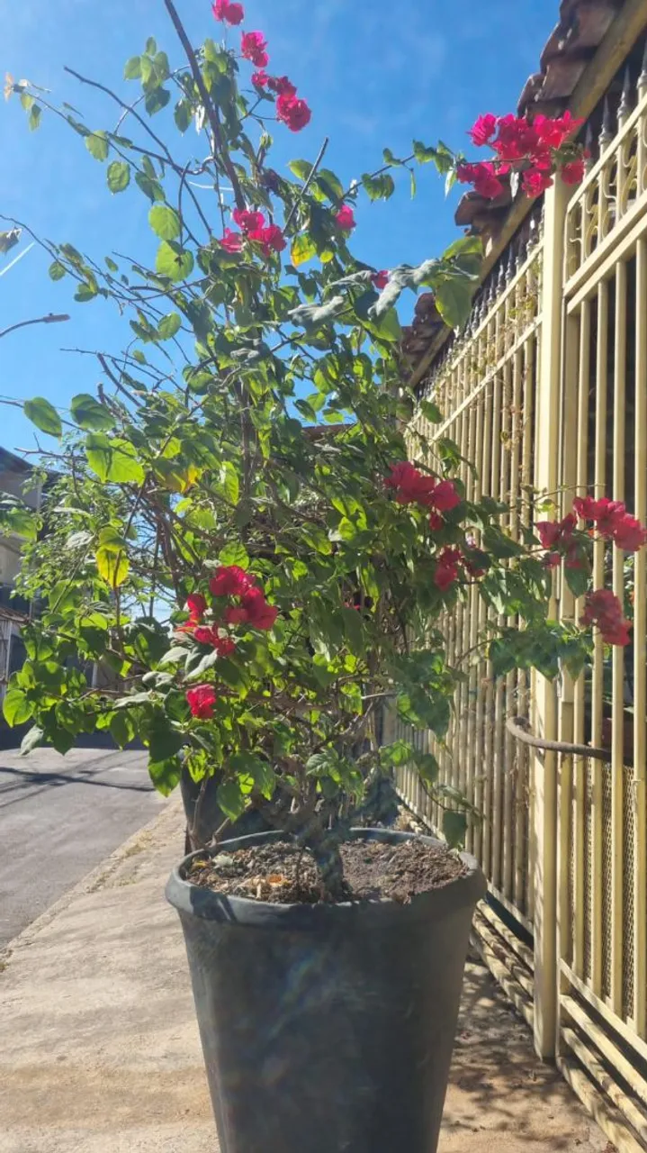Bougainvillea Vermelha Vibrante - Linda!