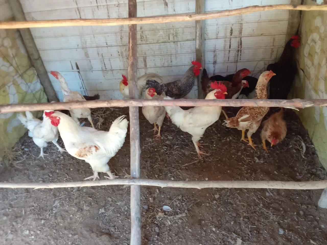 GALINHAS CAIPIRAS LINDAS E SAUDÁVEIS!