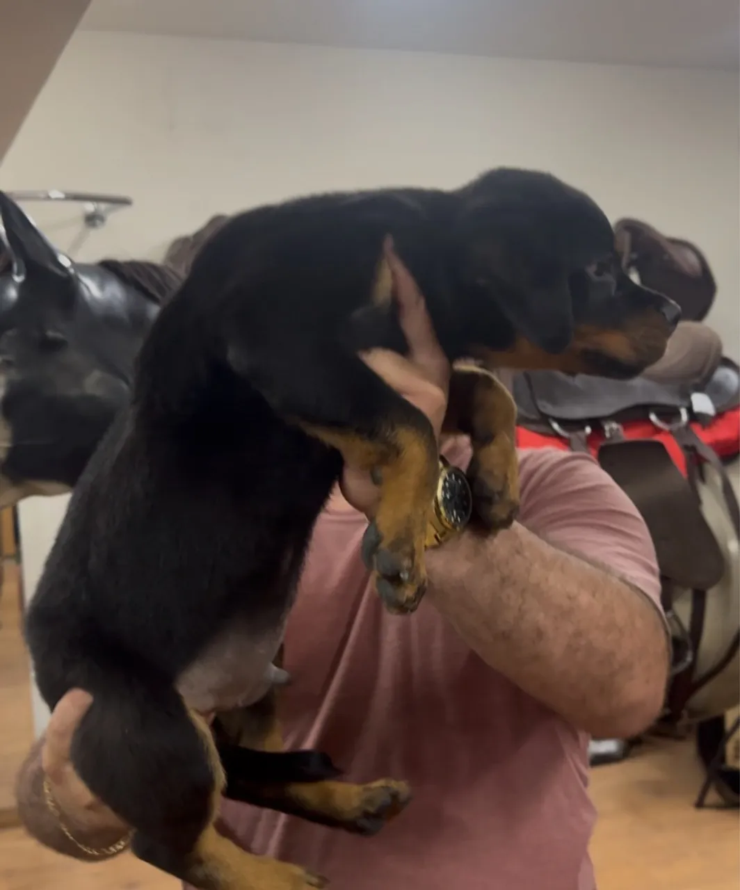 Filhote de Rottweiler macho