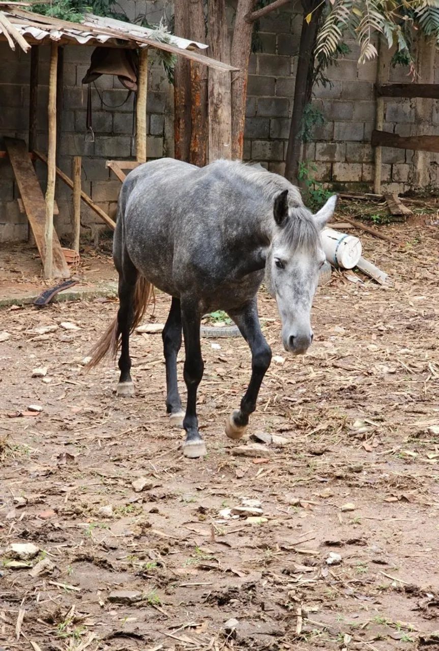 Cavalo Mangalarga Marchador  - Foto 4